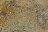 Ordovician Graptolite (Paradelograptus) Plate - Morocco #174334-3